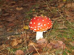 Detached Forest Villa With Dishwasher, Located in De Veluwe