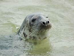 Restyled Single Storey Bungalow, Near the Sea on Texel