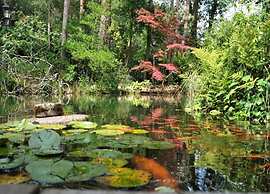 Wellness Forest Retreat