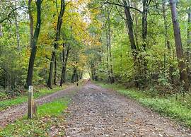 Wellness Forest Retreat