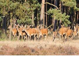 Private Chalet in the Woods
