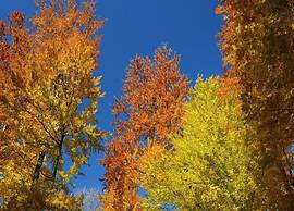 Private Chalet in the Woods