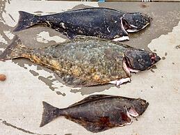 7 Person Holiday Home in Breivikbotn