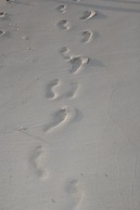 Fishtail Palms Exuma