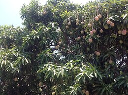 Villa Los Almendros - 2 Private Pools & Tennis & Pickle Ball