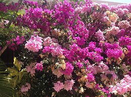 Villa Los Almendros - 2 Private Pools & Tennis & Pickle Ball