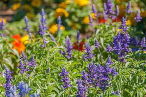 Best Value in Palm Springs for 4 Persons City License146,17751,17753,1