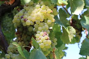 Comfortable Rural Cottage in Ancient Village in the Douro Region