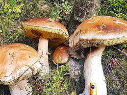 Tranquil Retreat in Moster-by Traum