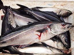 Holiday Home in Masfjordnes