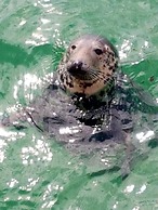 Cowshed Cottage Located nr Kynance Cove