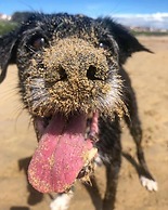 Cowshed Cottage Located nr Kynance Cove