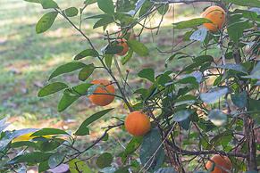 Chácara Master - O Melhor de Guararema