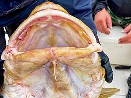 8 Person Holiday Home in Kaldfarnes