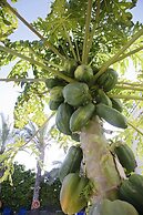 Room in Apartment - Spacious One Bedroom Apartment in Polis