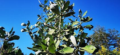 Cabaña Pudomo en Coñaripe con Hot-tub Exclusivo