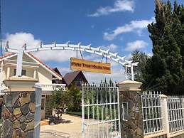 Pine Tree House Da Lat