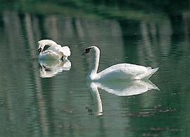 Belvilla by OYO Tito