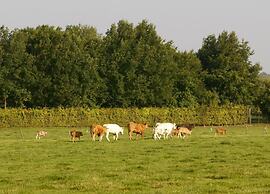 Holiday Home in Bemelen