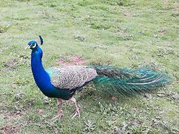 Flat With Private Pool in Sauerland