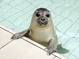 Holiday Home in De Koog Texel With Terrace