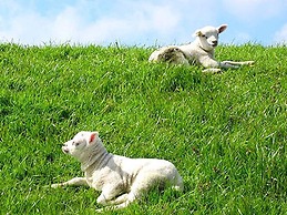 Holiday Home in De Koog Texel With Terrace