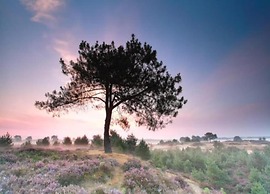 Tranquil Stay in Drenthe