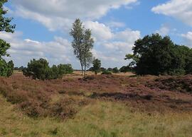 Tranquil Stay in Drenthe