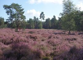 Chalet Near Loonse and Drunense Duinen