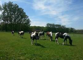Chalet in Duinhoeve With Van Gogh Style