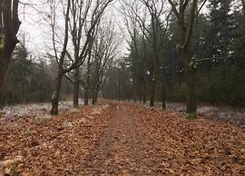 Forest Cottage Near Leenderbos