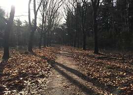 Forest Cottage Near Leenderbos