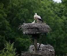Glamping With Comfort in Ijhorst