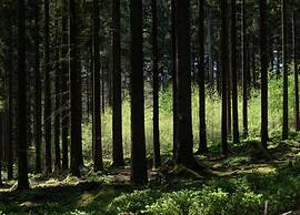 Peaceful Forest Stay in Pedernec