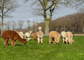 Chalet in Sandberghe With Sunny Terrace