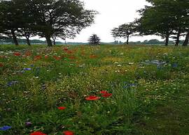 Chalet in Sandberghe With Sunny Terrace