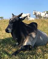 Sítio Refúgio do Alto