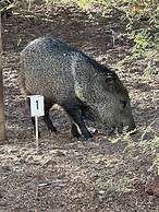 Alpine Bed and Breakfast