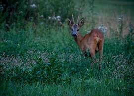 Modern Forest Chalet
