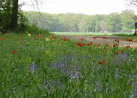 Modern Forest Chalet