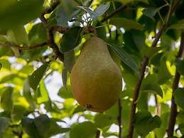 Holiday Home in Vrouwenpolder With Garden