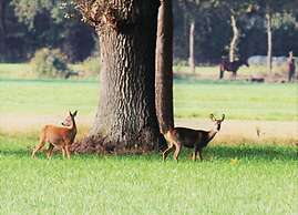 Quiet Glade Stay With Kid