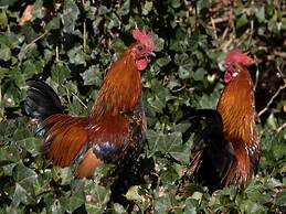 Rustic Apartment in Mesch near Town Center