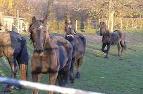 Rustic Apartment in Mesch near Town Center