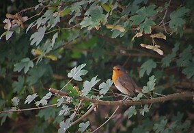 Bungalow in Nes on Ameland With Spacious Terrace