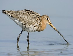Luxurious Penthouse With 3 Bathrooms, Near the Sea