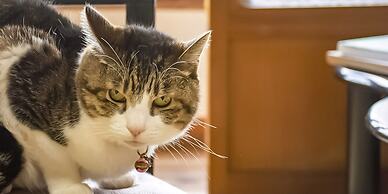 Guest Cafe Kuchikumano