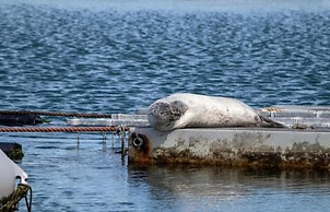Modern Chalet With Sauna in Colijnsplaat