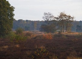 Villa in Netherlands With Sauna & Comfort