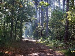 Beautiful Villa Between Den Burg and the Koog
